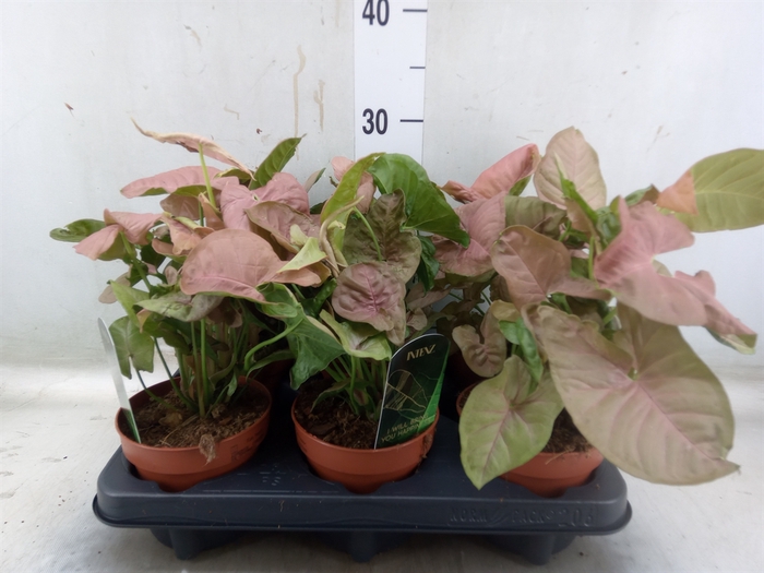 <h4>Syngonium podop.</h4>