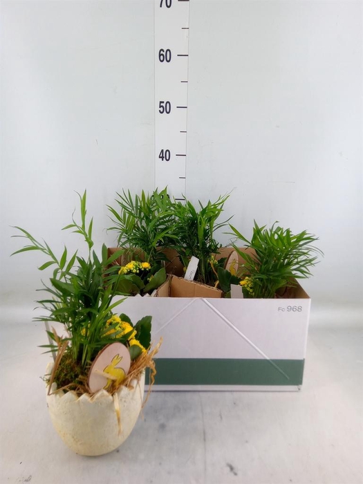 <h4>Arr.    Planten  L%</h4>