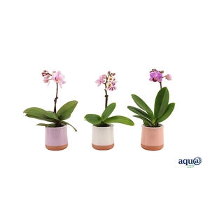 Valencia Mix Tiny Dolls Mix 1T7+ aqu@