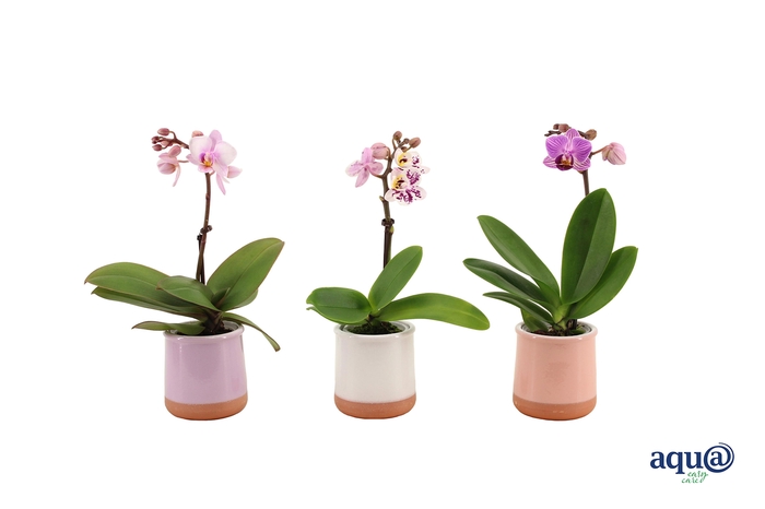 <h4>Valencia Mix Tiny Dolls Mix 1T7+ aqu@</h4>