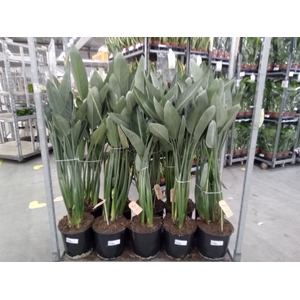 Strelitzia reg.