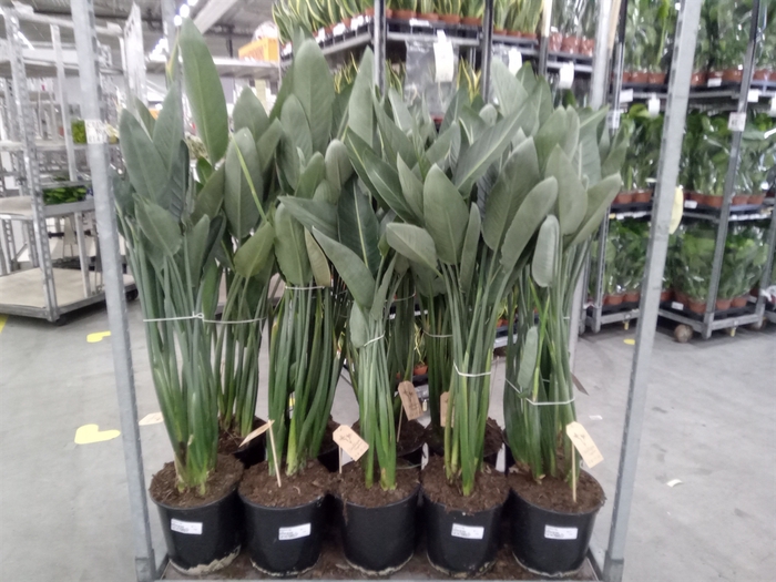 <h4>Strelitzia reg.</h4>