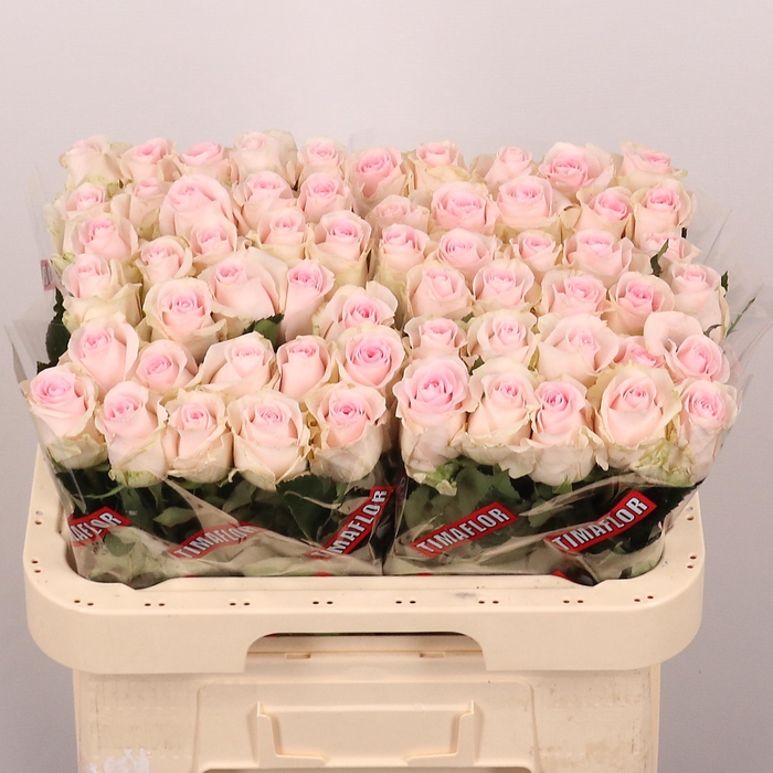 <h4>R GR REVIVAL SWEET</h4>