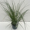 Cortaderia selloana