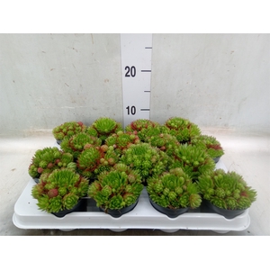 Sempervivum   ...