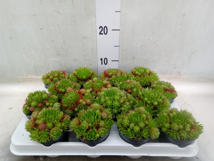 <h4>Sempervivum   ...</h4>