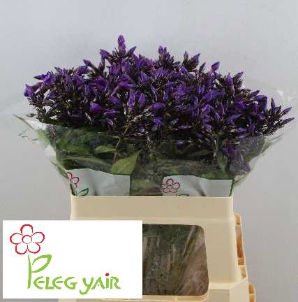 <h4>PHLOX P VAN GOGH</h4>