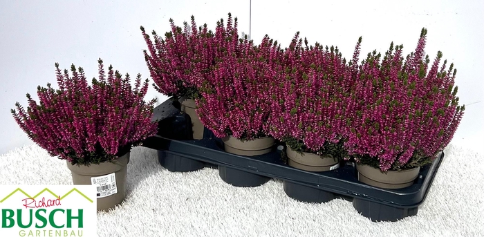 CALLU BL LYNN