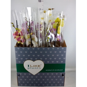 Phalaenopsis   ...mix