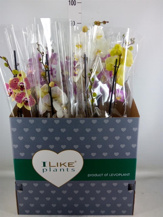 <h4>Phalaenopsis   ...mix</h4>