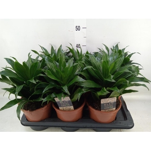 Dracaena frag. 'Compacta'