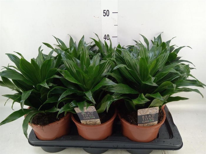<h4>Dracaena frag. 'Compacta'</h4>