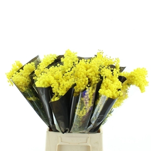 ACACIA BAILEYA BL BS