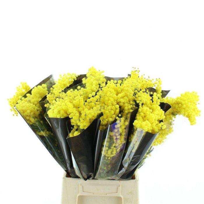 <h4>ACACIA BAILEYA BL BS</h4>