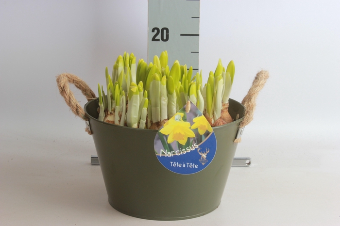 <h4>ARR NARCISSUS</h4>