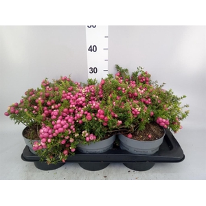 Gaultheria mucronata