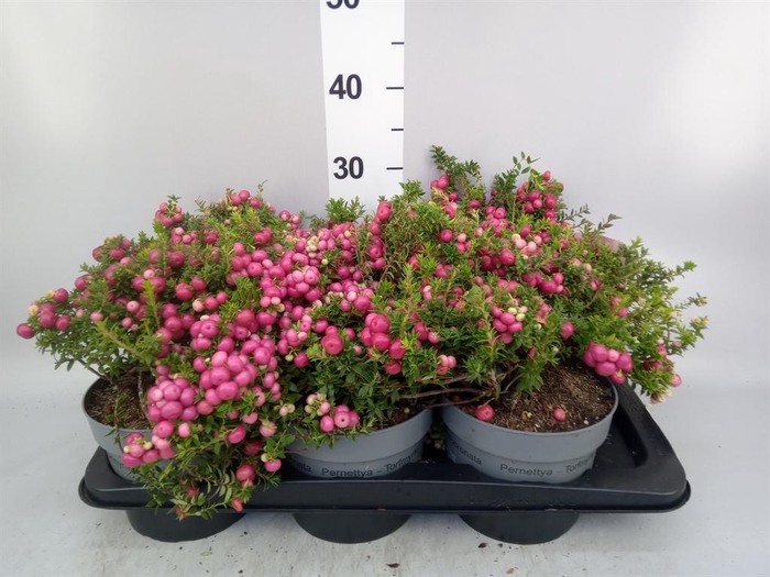 <h4>Gaultheria mucronata</h4>