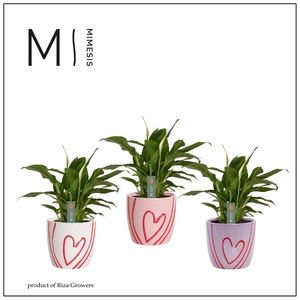 Mimesis Spathiphyllum Chopin 9 cm in Sweet - Party Love