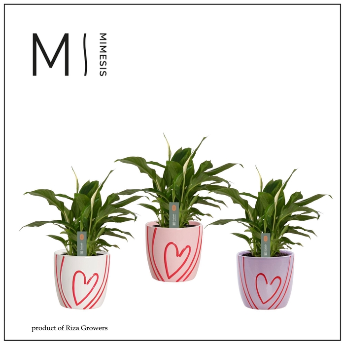<h4>Mimesis Spathiphyllum Chopin 9 cm in Sweet - Party Love</h4>