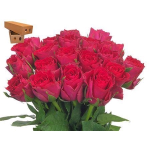 R Gr Madam Cerise