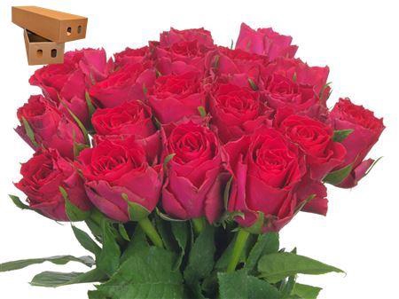 <h4>R Gr Madam Cerise</h4>