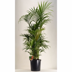 KENTIA - P34 H180 - 15PP (Howea forsteriana)