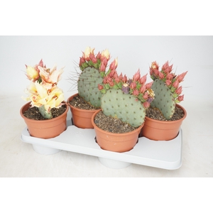 OPUNTIA AZURE