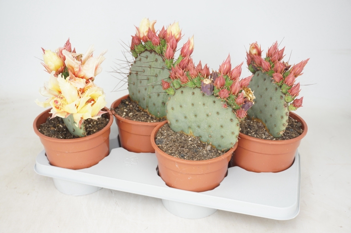 <h4>OPUNTIA AZURE</h4>