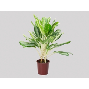 AGLAONEMA WHITE RAIN P23