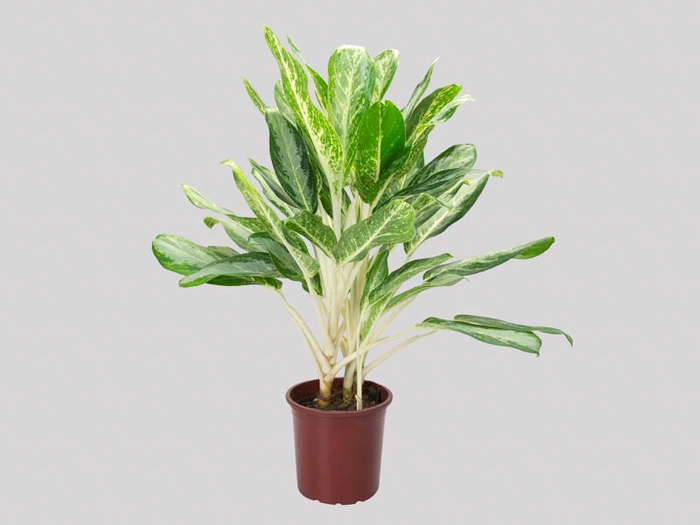 <h4>AGLAONEMA WHITE RAIN P23</h4>