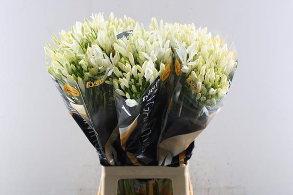 <h4>Agap Eyfori White</h4>