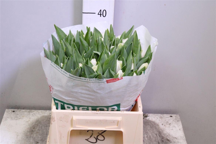 <h4>Tu En Antarctica</h4>