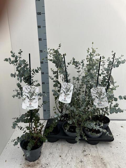 <h4>EUCAL GU BLUE ICE</h4>