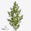 Leaf asparagus umbellatus