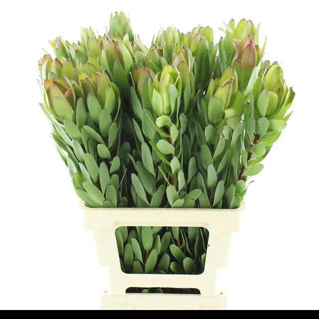 <h4>LEUCAD SAF GOLDSTRIK</h4>