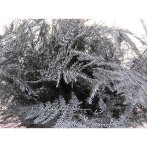 Asp 1e Veer Aubergine