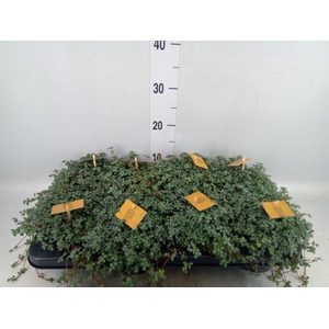Pilea glaucophylla 'Greyzy'