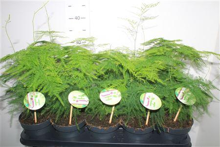 <h4>Aspar Setaceus</h4>