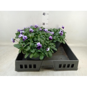 Viola corn. 'Evo Mini Violet Beaco'