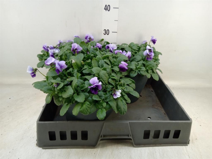 <h4>Viola corn. 'Evo Mini Violet Beaco'</h4>