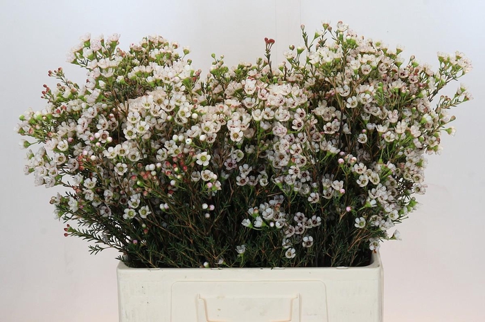 <h4>Chamelaucium Ella</h4>