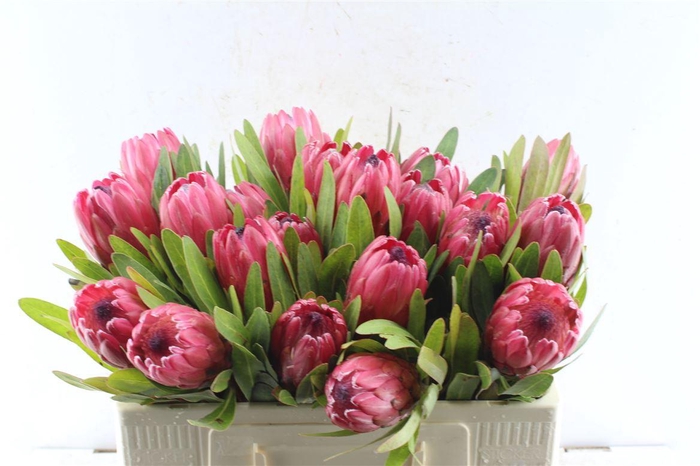 <h4>Protea Red Ice</h4>