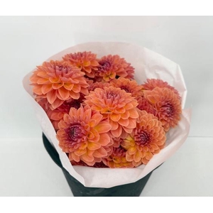 Dahlia Bronze