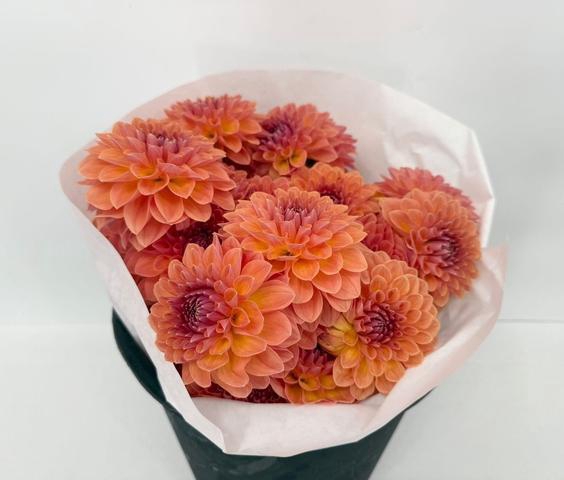 <h4>Dahlia Bronze</h4>