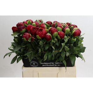 Paeonia Diana Parks