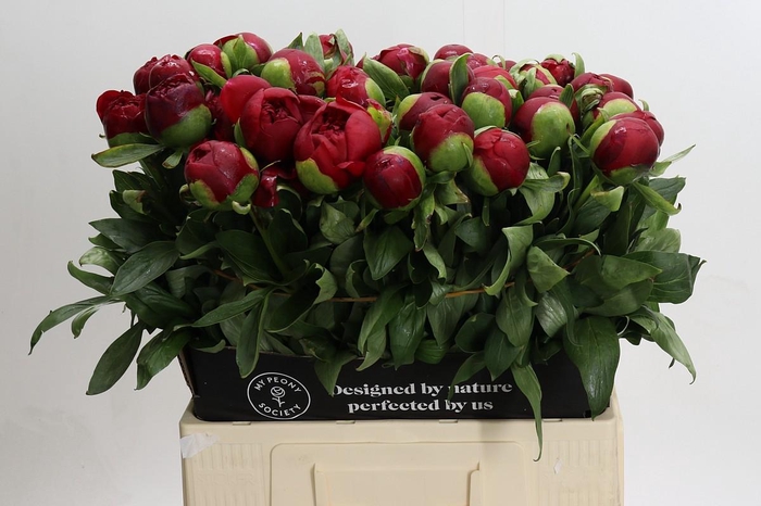 Paeonia Diana Parks