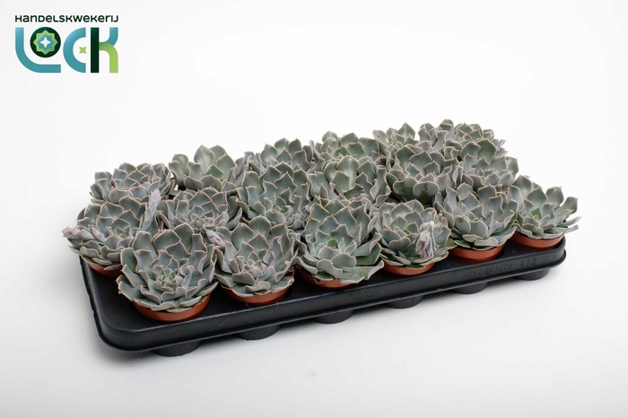 <h4>Echeveria Agnes</h4>