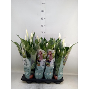 Spathiphyllum  'Sweet Ricardo'