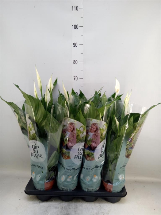 <h4>Spathiphyllum  'Sweet Ricardo'</h4>
