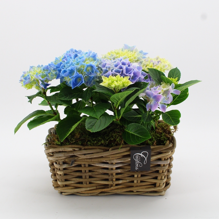 KHCR-2411B Hydrangea creatie